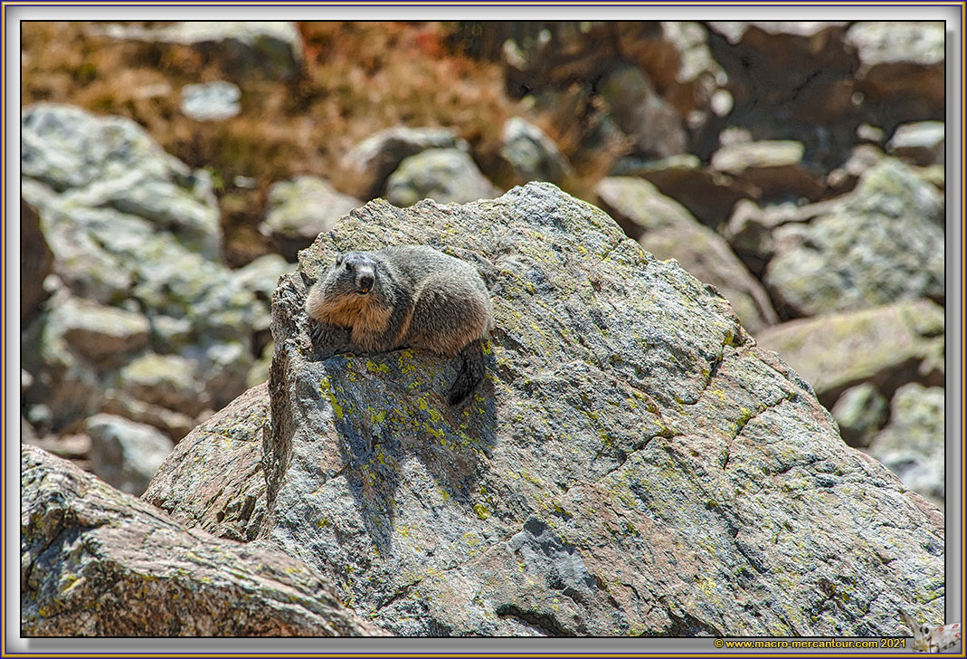 MARMOTTES